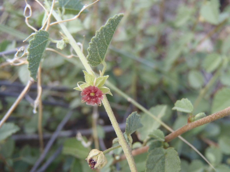 Dense Ayenia photo 5