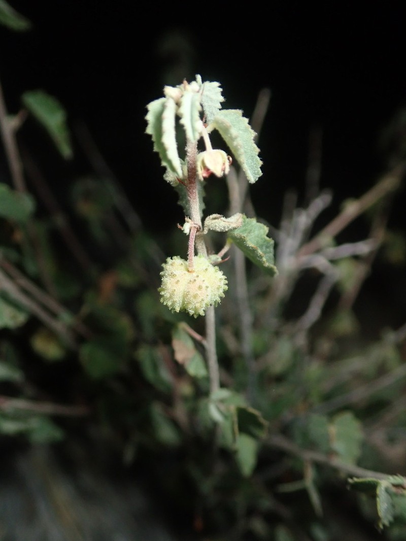 Dense Ayenia photo 6