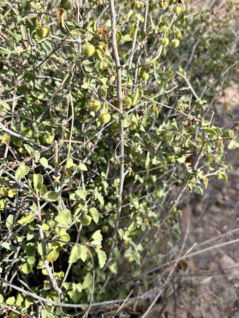 Dense Ayenia photo 8