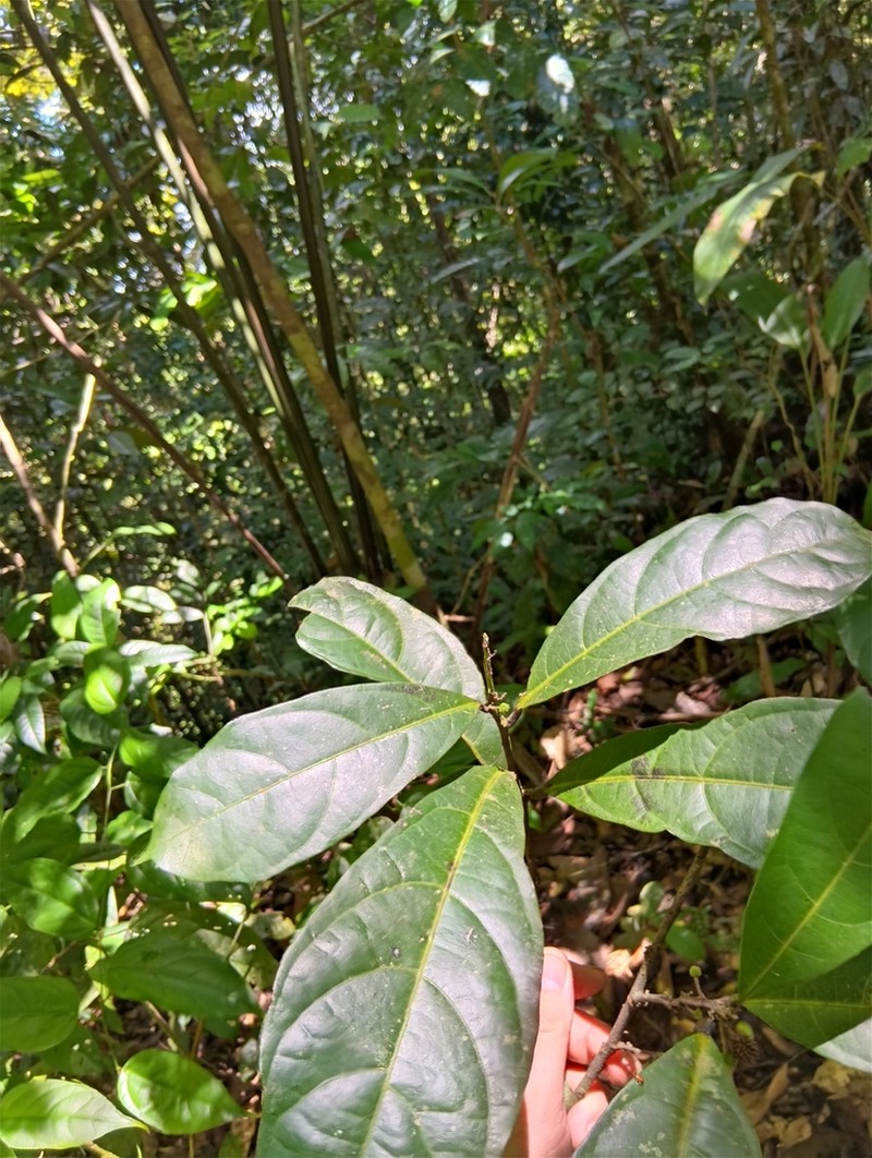 Ayenia morii