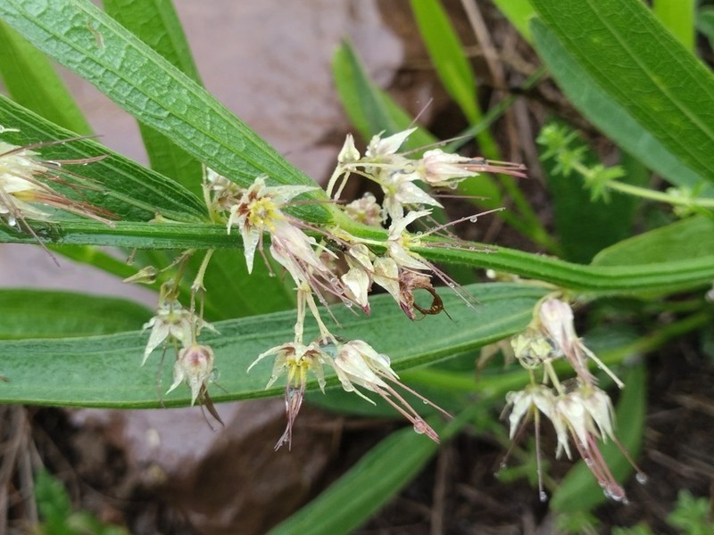 Ayenia oblongata
