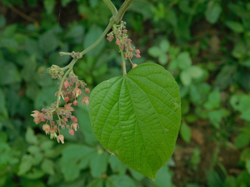 Ayenia oranensis