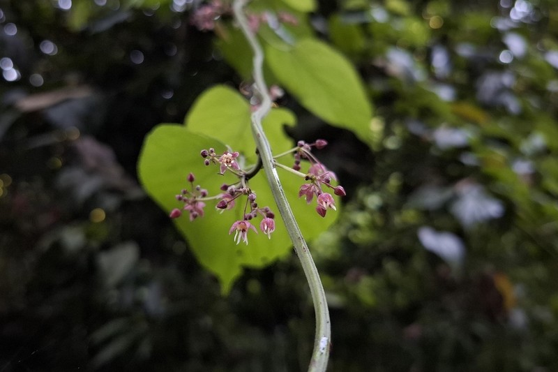 Ayenia oranensis photo 2