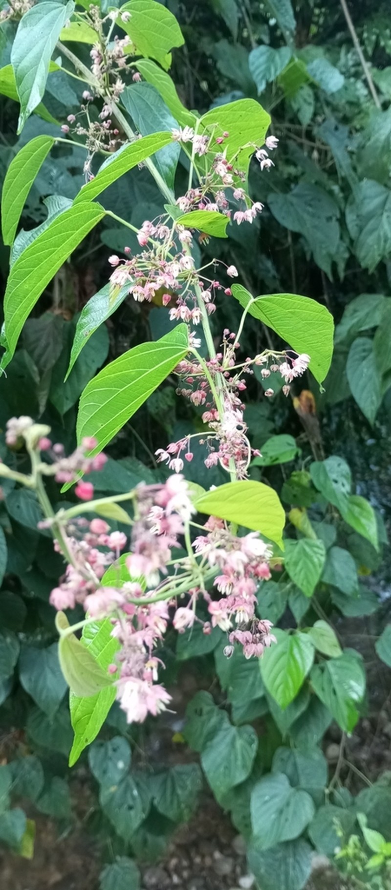 Ayenia oranensis photo 3