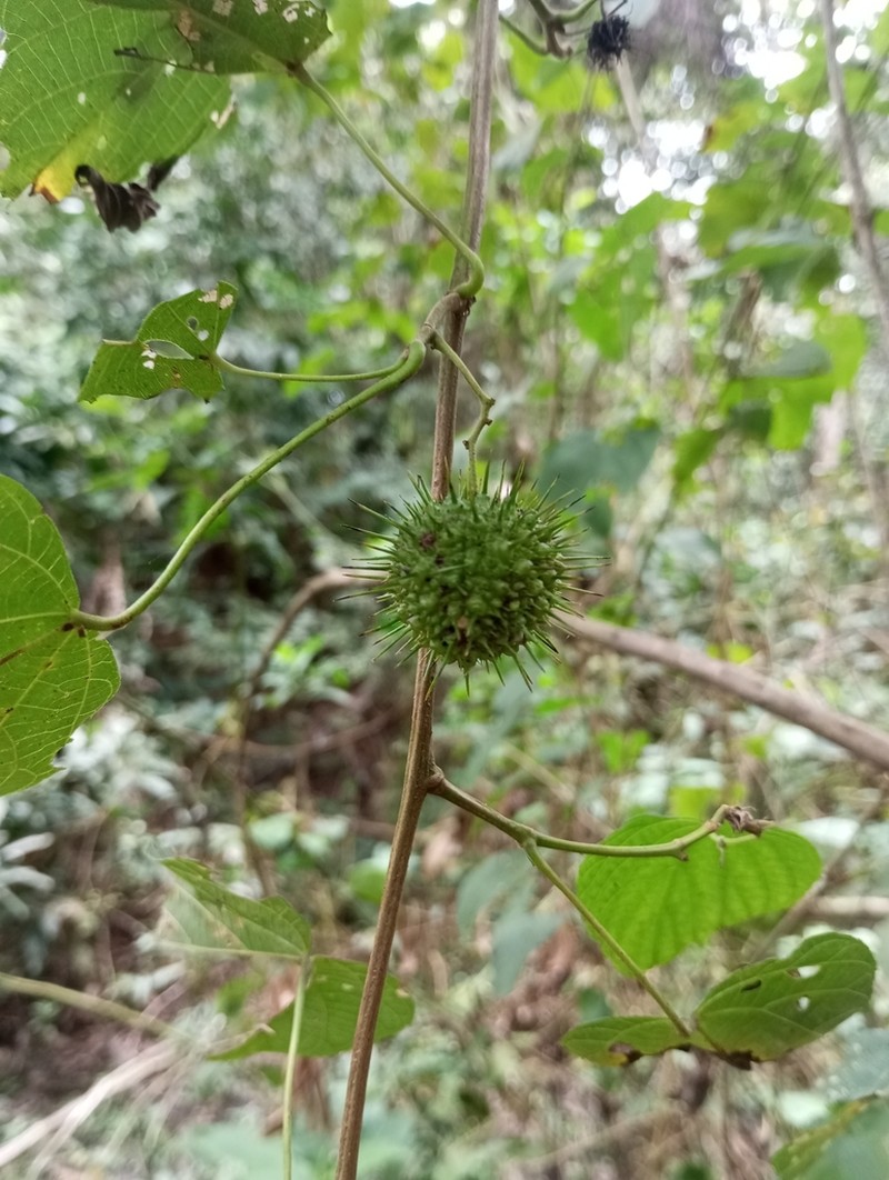 Ayenia oranensis photo 4