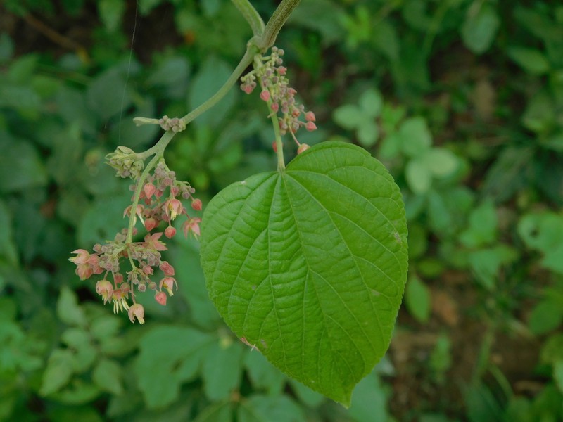 Ayenia oranensis photo 5
