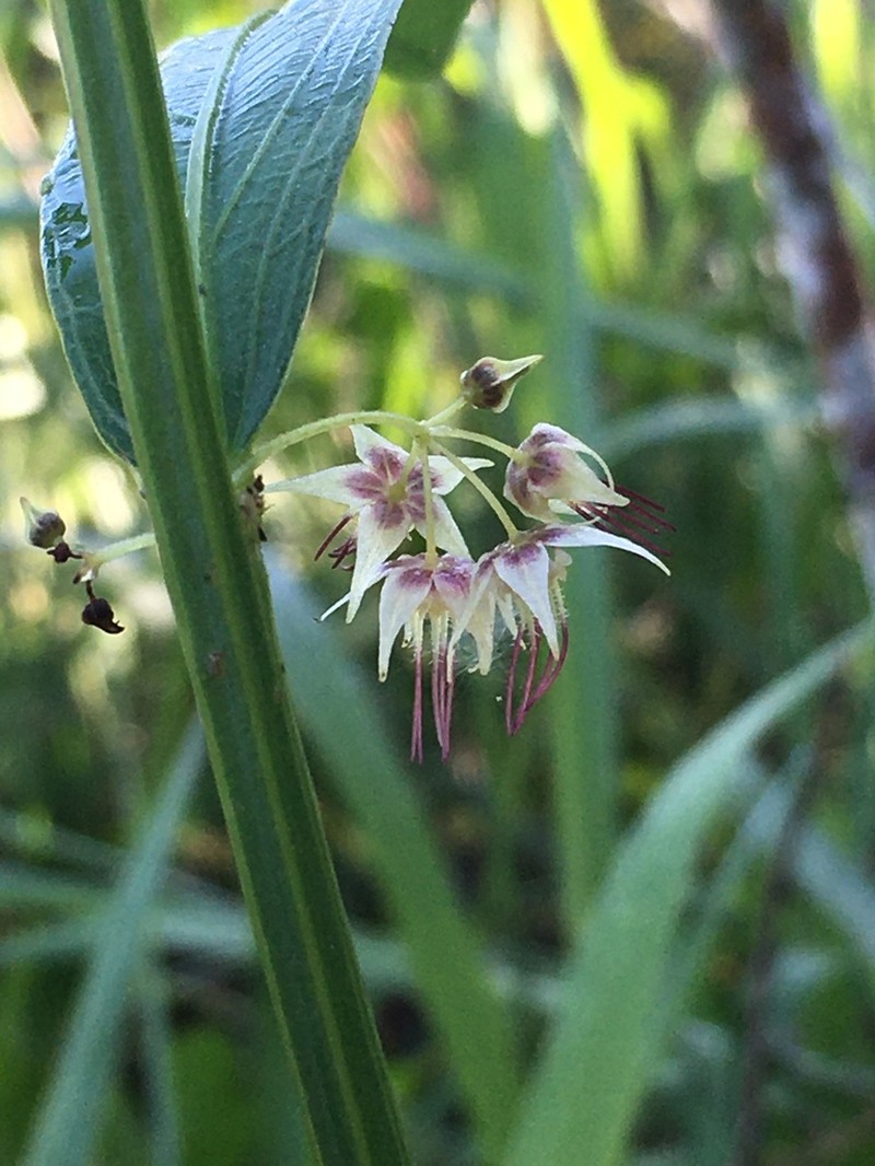 Ayenia pedersenii photo 2