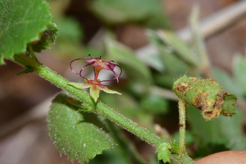 Hairy Ayenia