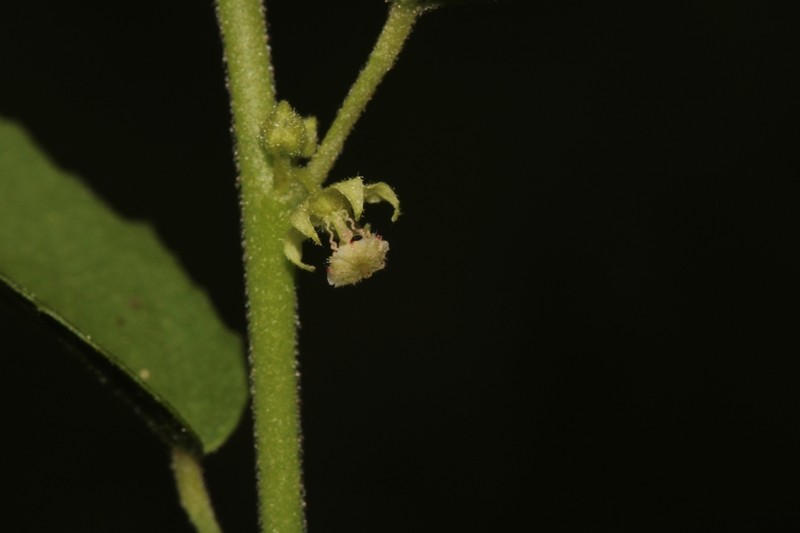 Hairy Ayenia photo 2