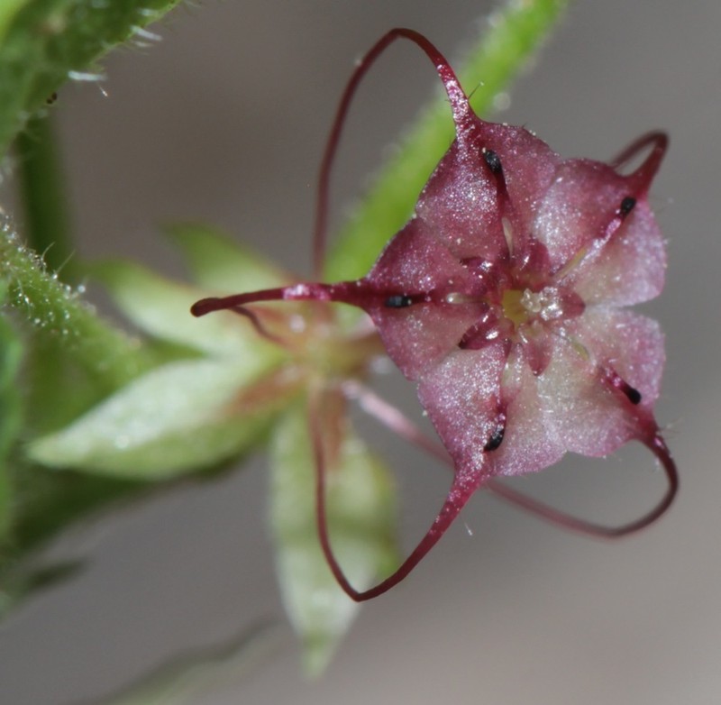Hairy Ayenia photo 3