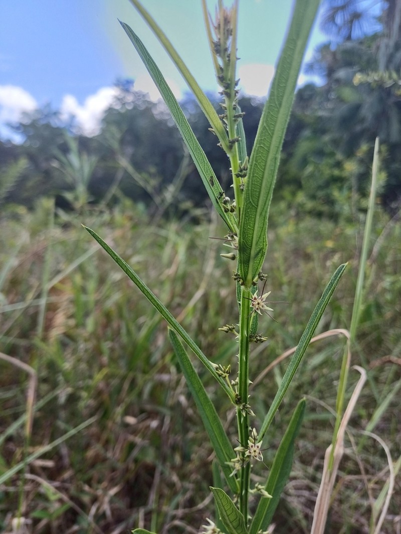 Ayenia scabra