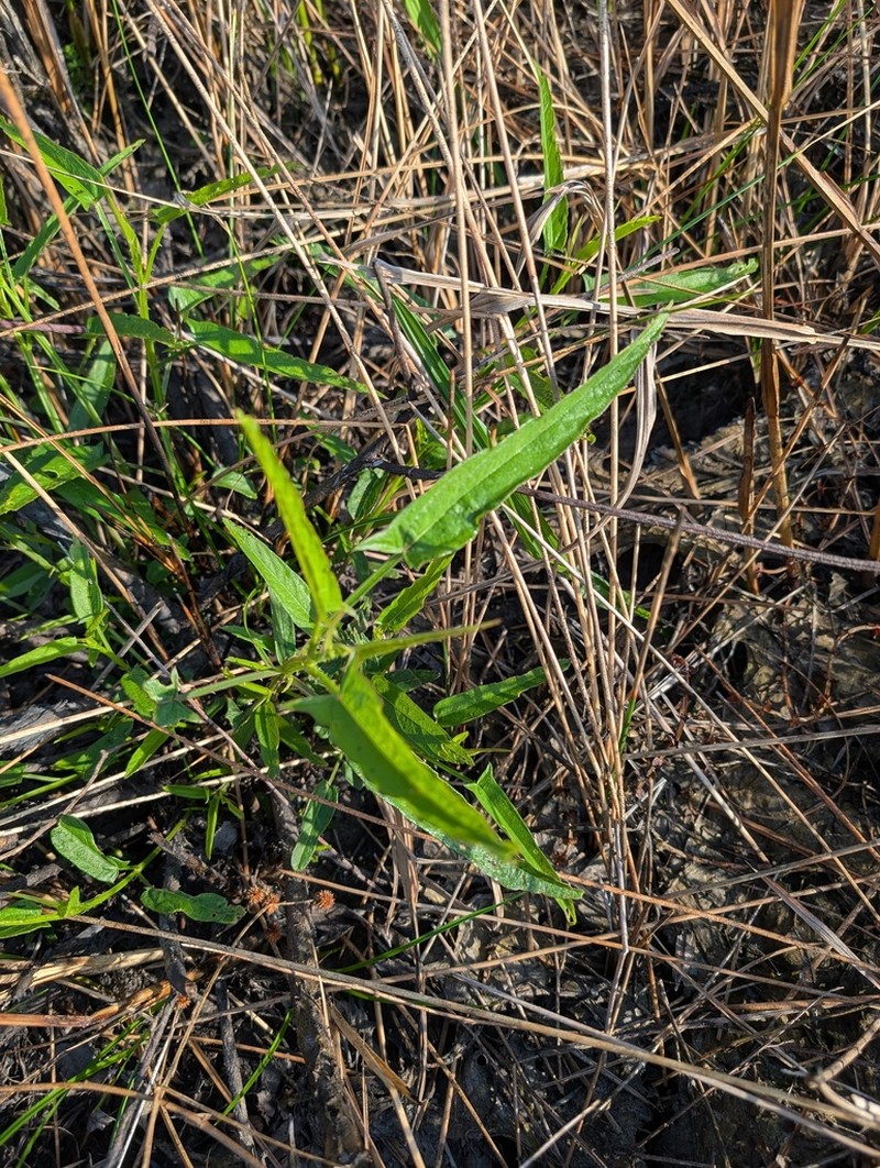 Ayenia scabra photo 3