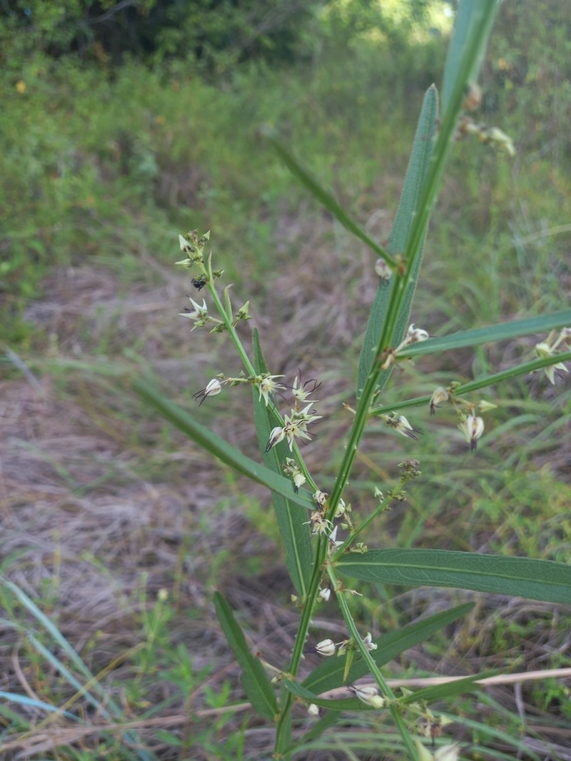Ayenia scabra photo 5
