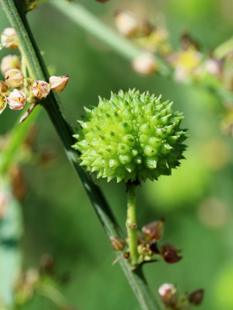 Ayenia scalpellata