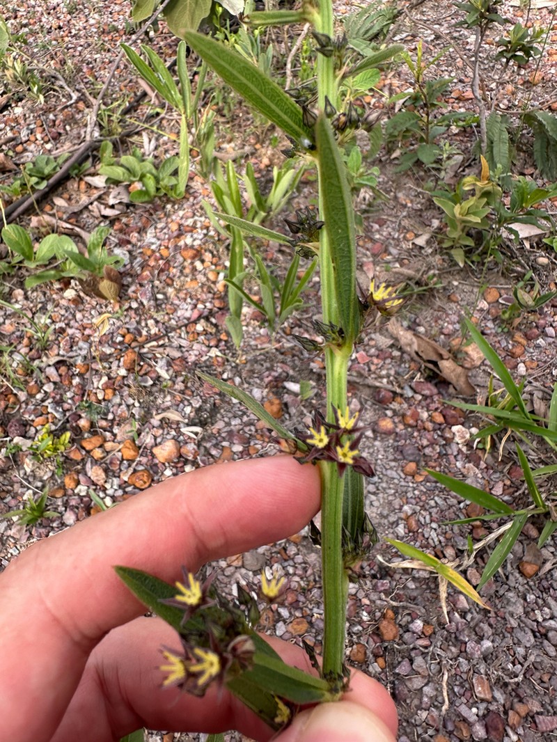 Ayenia scalpellata photo 2