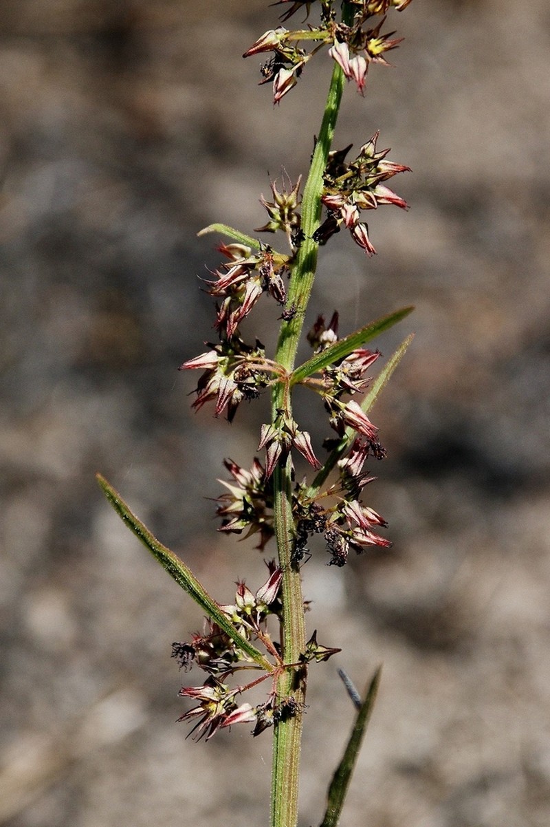 Ayenia scalpellata photo 3