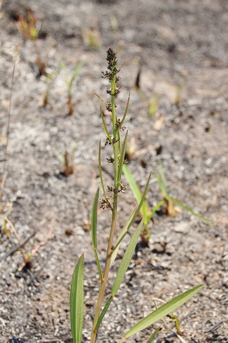 Ayenia scalpellata photo 4