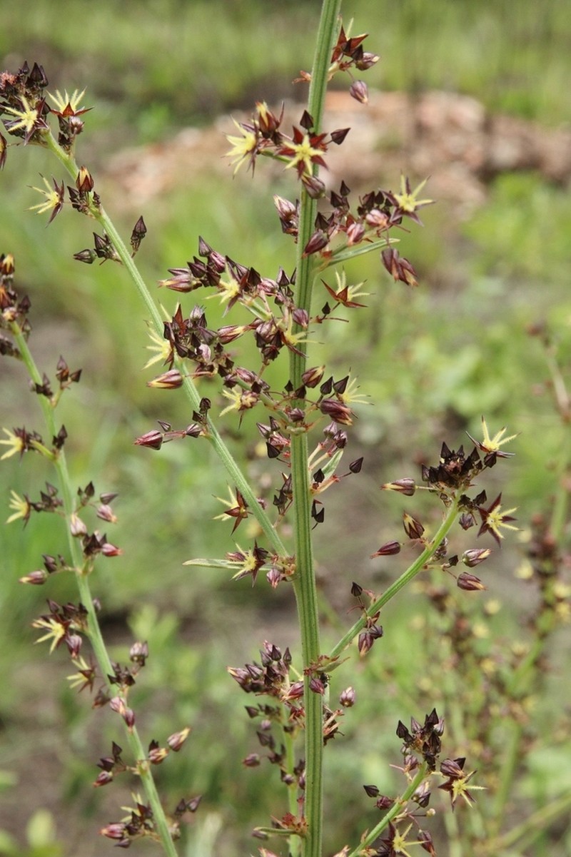 Ayenia scalpellata photo 5