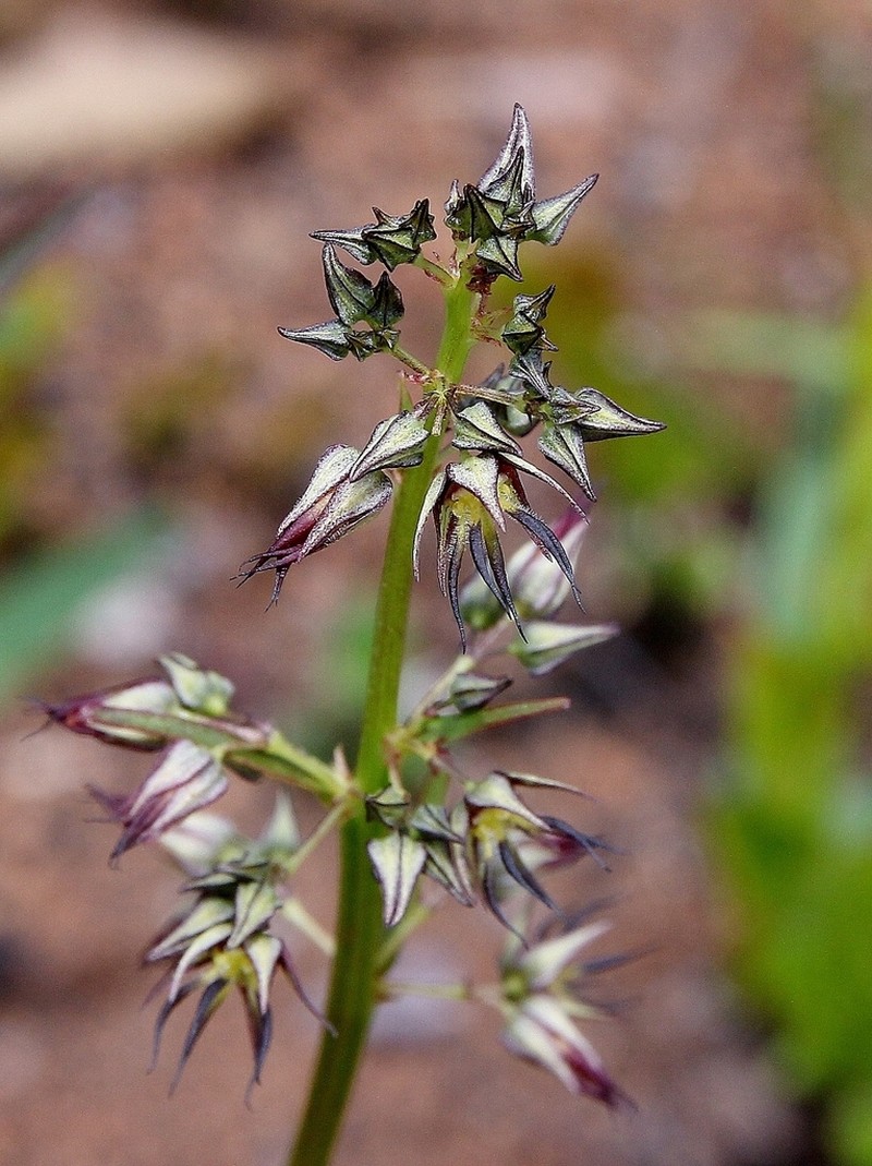 Ayenia scalpellata photo 6