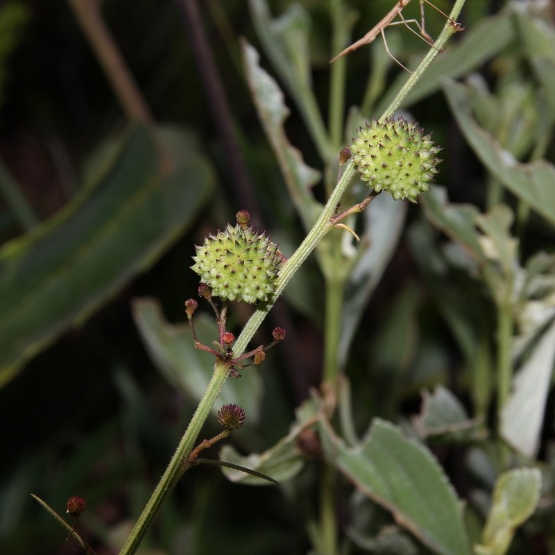 Ayenia scalpellata photo 7