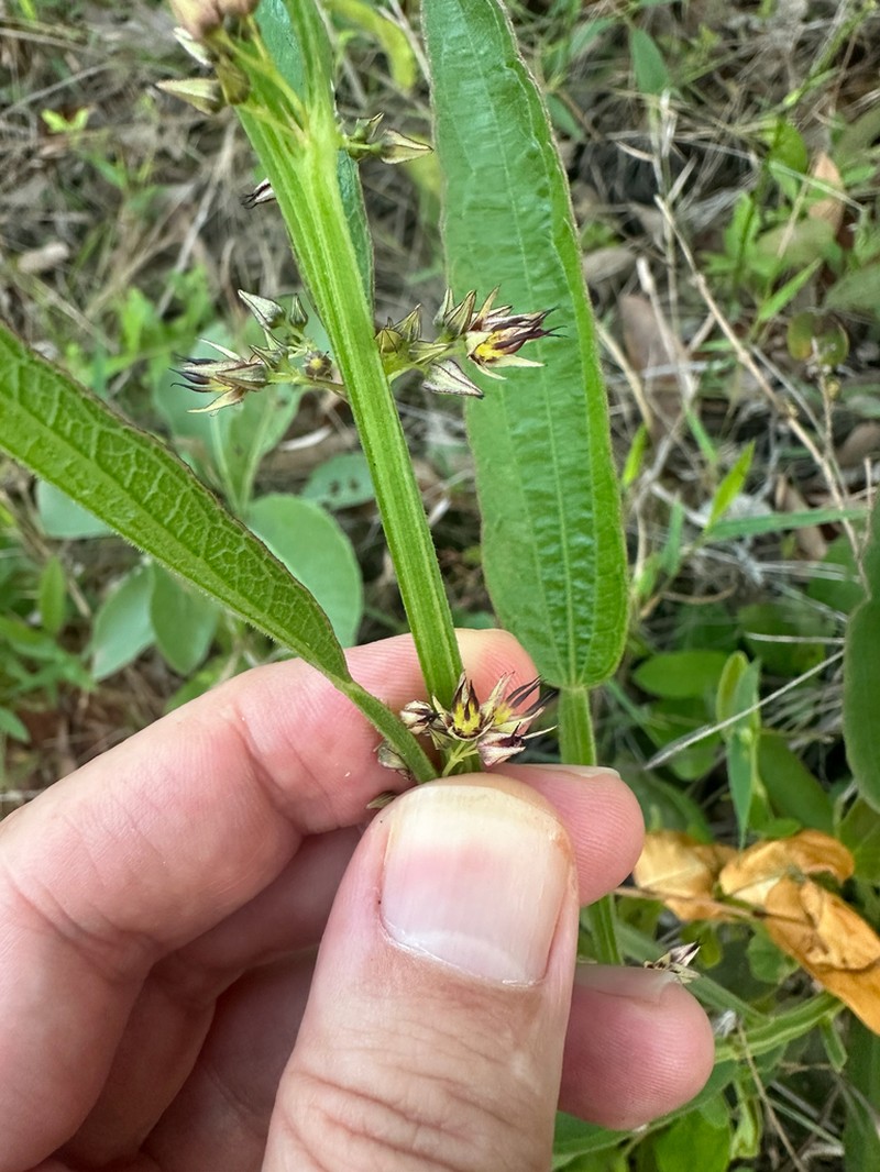 Ayenia scalpellata photo 8