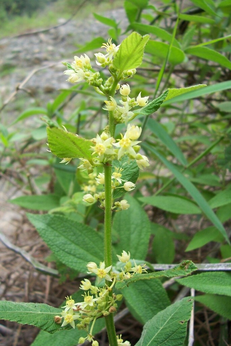 Ayenia sparrei