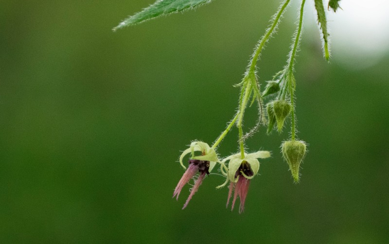 Ayenia urticifolia
