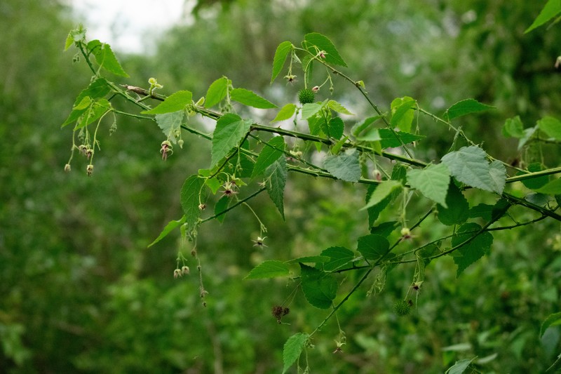 Ayenia urticifolia photo 2