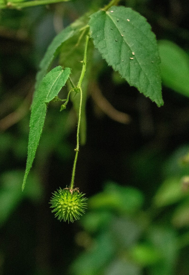 Ayenia urticifolia photo 3