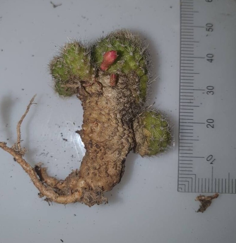 Aylostera albopectinata