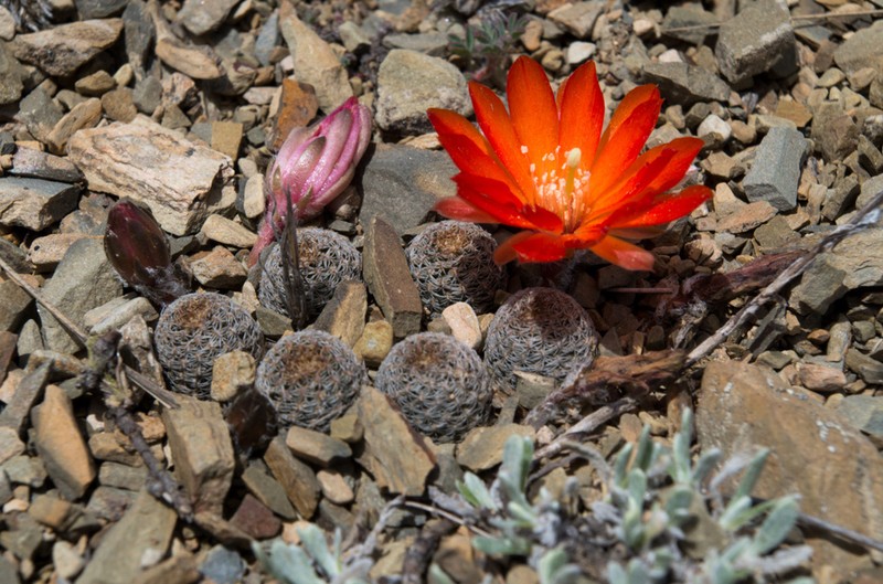 Aylostera albopectinata photo 2