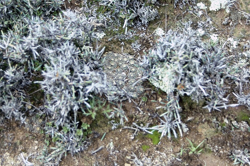 Aylostera albopectinata photo 3