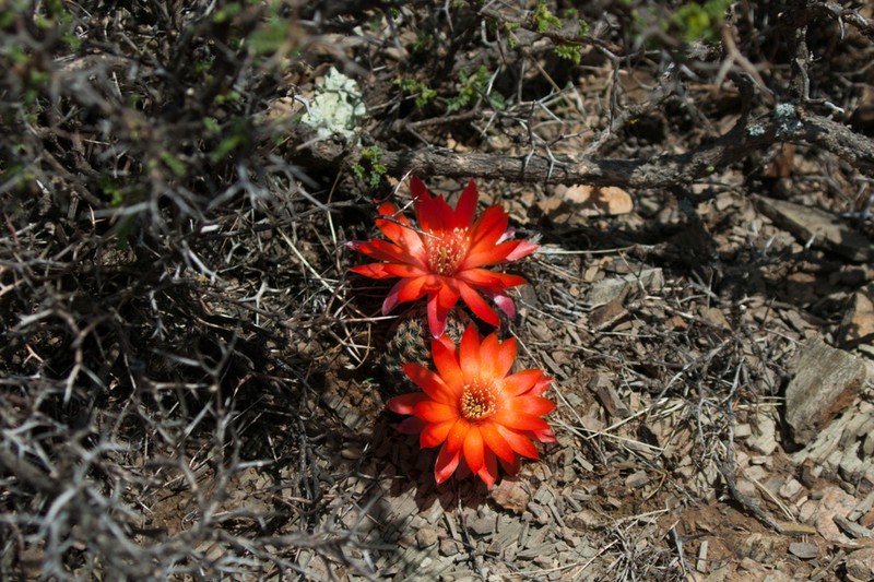 Aylostera albopectinata photo 4