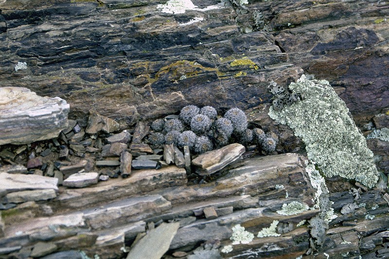 Aylostera albopectinata photo 5