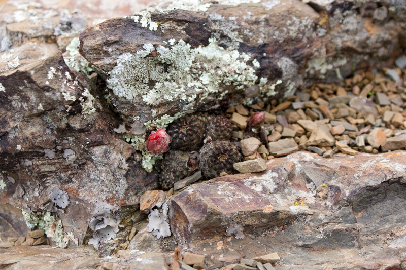 Aylostera albopectinata photo 7