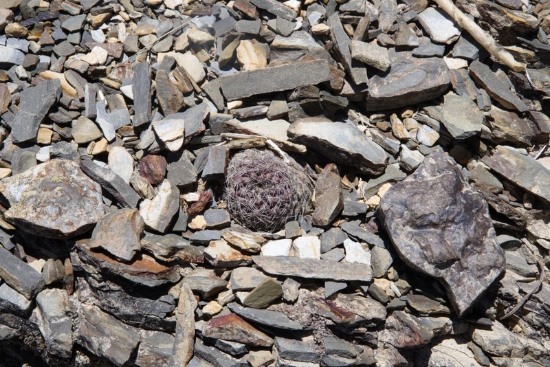 Aylostera albopectinata photo 8
