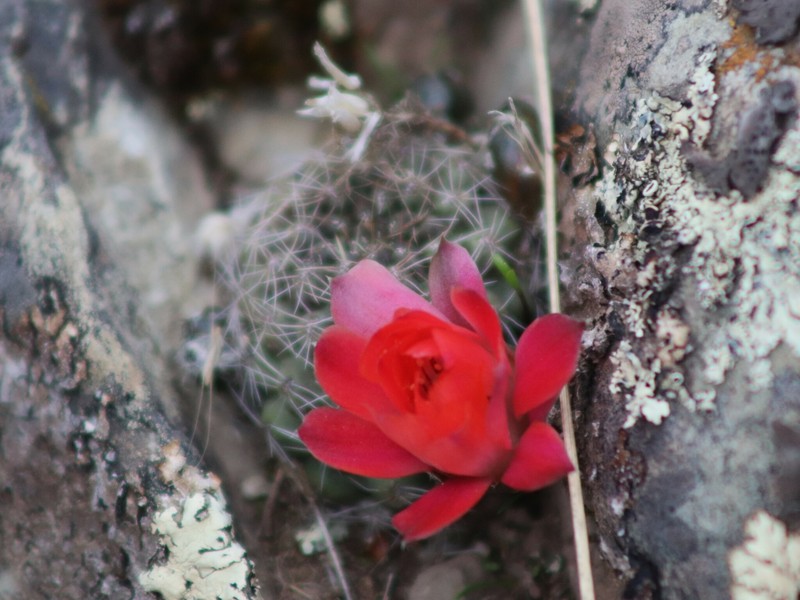Aylostera atrovirens