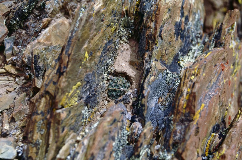 Aylostera atrovirens photo 2