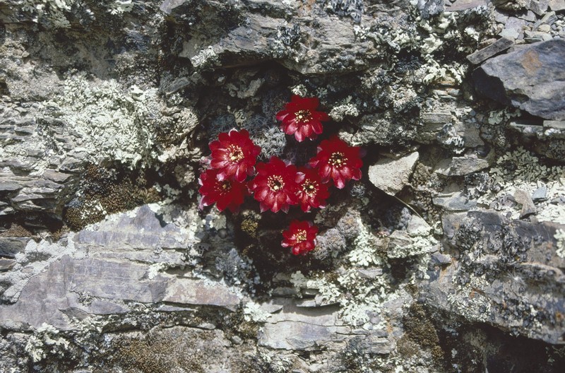 Aylostera atrovirens photo 3