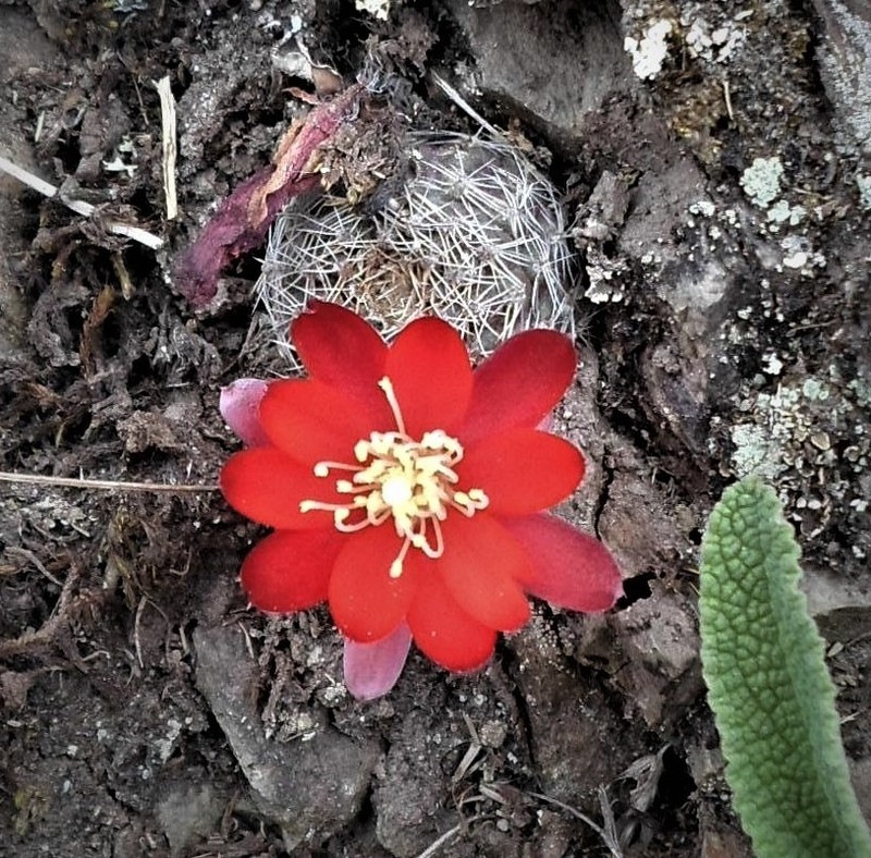 Aylostera atrovirens photo 4