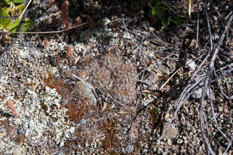 Aylostera atrovirens photo 5