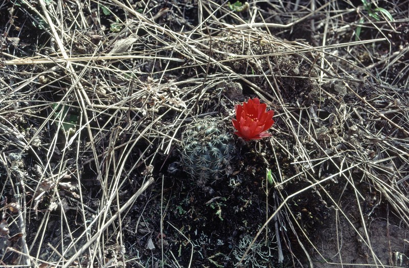 Aylostera atrovirens photo 6