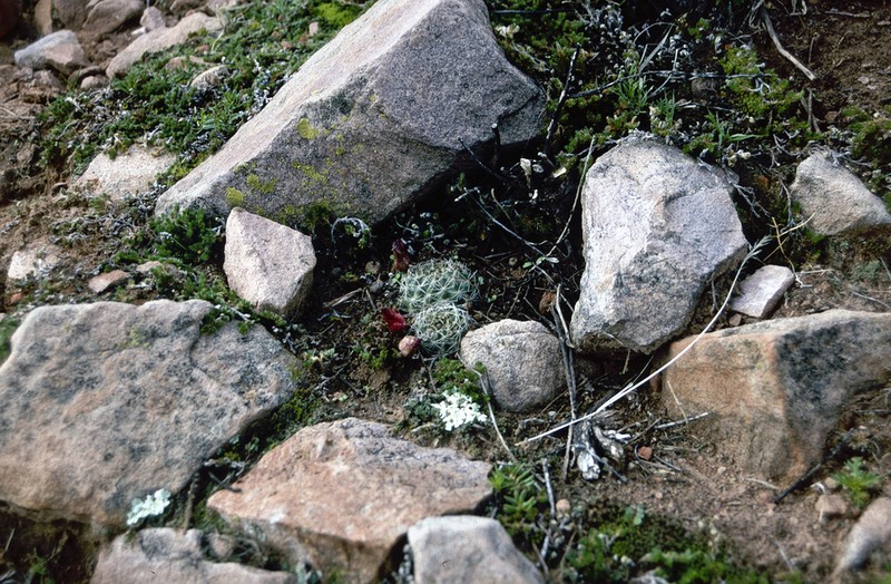 Aylostera atrovirens photo 7