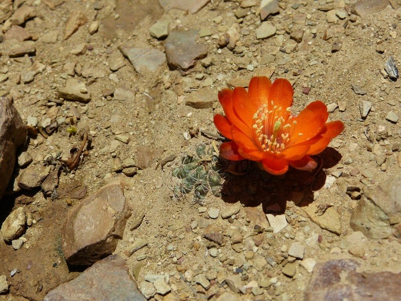 Aylostera atrovirens photo 8