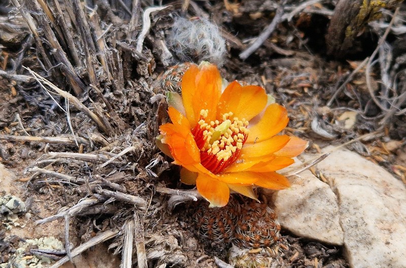 Aylostera einsteinii