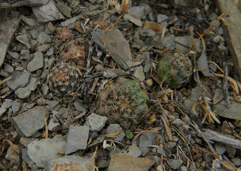 Aylostera einsteinii photo 2