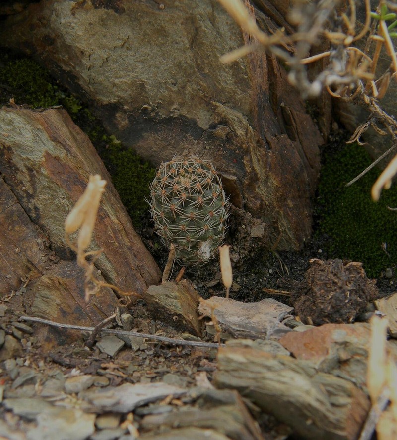 Aylostera einsteinii photo 3
