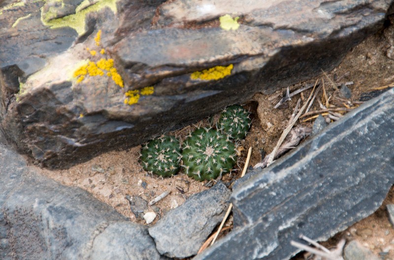 Aylostera einsteinii photo 4