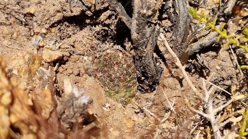 Aylostera einsteinii photo 5