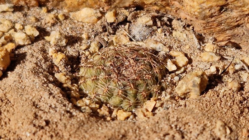 Aylostera einsteinii photo 6